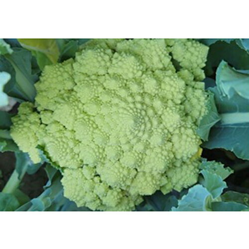 ����쥪[���ޥͥ����������ꥢ���] ������1000γ �����ȥ����ꥢ �ȥ������� �ڥȥ��� �� ���� ���ۡ͡��̾�5�� 5�ΤĤ����ϥݥ����10�ܡ�