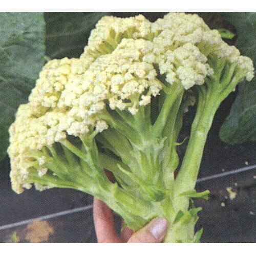 カリフローレ65 Lコート1000粒 花椰菜 グストイタリア ダイヤ交配 【トキタ 種 たね タネ】【通常5倍 5..