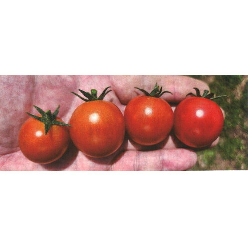 サンチェリーカムイ 1000粒 ミニトマト トマト とまと 蕃茄【トキタ 種 たね タネ】【通常5倍 5のつく日はポイント10倍】