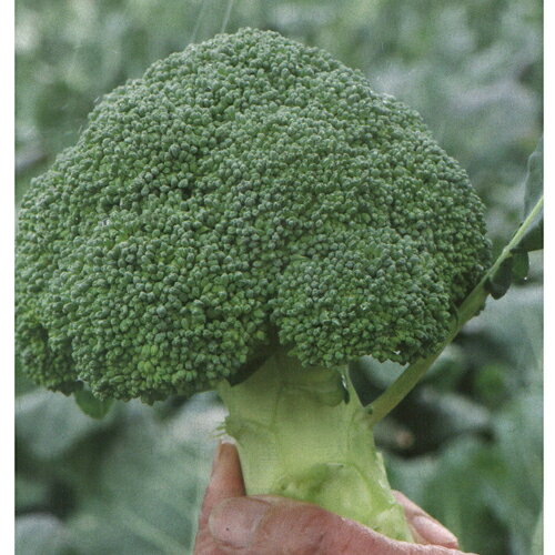 樂天商城 - 勇麟 2000粒 ブロッコリー ダイヤ交配 【トキタ 種 たね タネ】【通常5倍 5のつく日はポイント10倍】