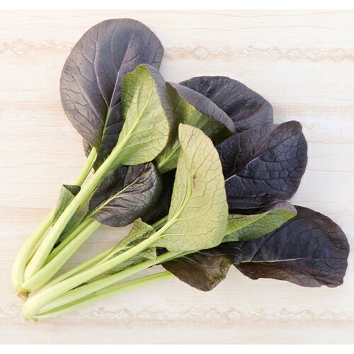 樂天商城 - 紫紺の優勝旗 1L 小松菜 コマツナ こまつな ダイヤ交配 【トキタ 種 たね タネ】【通常5倍 5のつく日はポイント10倍】