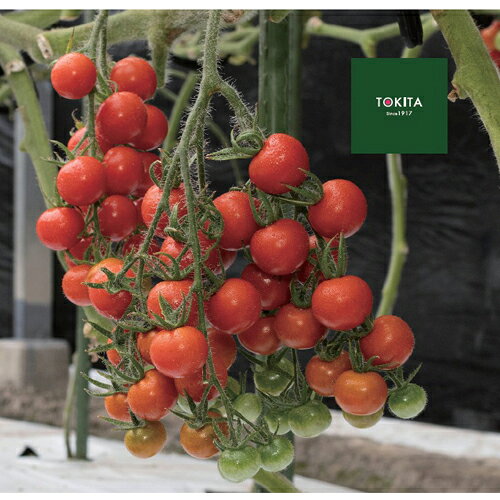 ・収量重視ミニトマト(越冬長期) ・花房はダブル・トリプルで、厳冬期も含めて果房あたり20〜35果が安定して着果する。 ・1果重あたり20g前後で糖度8度、裂果にも非常に強く、2月以降の地温上昇期でも割れや軟化玉の規格外が少ない。 ・糖度8度で甘みは強く、果肉の硬さは普通。 ・果実色は赤紅色でサンチェリーシリーズの中でも特に良好なツヤ感がある。 ・節間は短く、樹勢は強め。根量が多く低温・高温でも樹勢を維持しやすい。 ・黄化葉巻病（イスラエル型・マイルド型）に強い耐病性。葉かび病、斑点病に耐病性、ToMV（Tm-2a）抵抗性。 メーカー在庫となります為、流動的となります メーカー確認後、すぐにご用意できない等の場合もございます。その際は予約対応となり別途御連絡させていただきます。 申し訳ございませんが、ご了承の程よろしくお願いいたします。 【納期】 見込みで7から12営業日・取り寄せ・予約商品に関しましては、後ほど弊社より連絡させていただきます。 上記期間はあくまで見込みでの計算となります事、ご了承下さいませ。こちらは野菜のタネです