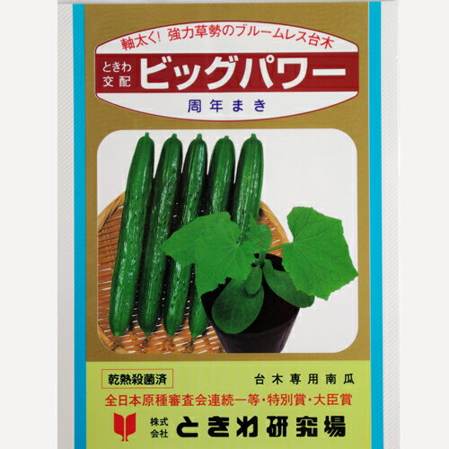 Rakuten - ビッグパワー 350粒 台木 ダイギ だいぎ ときわ交配 【ときわ研究所 種 たね タネ】【通常5倍 5のつく日はポイント10倍】