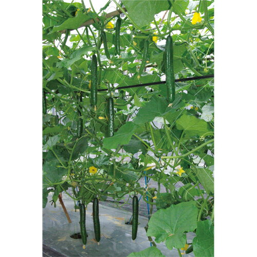 なついろ 350粒 胡瓜 キュウリ きゅうり北星 350粒 ときわ交配 【ときわ研究所 種 たね タネ】【通常5倍 5のつく日はポイント10倍】