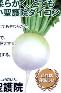 丸岬(聖護院大根) 2dl 大根 ダイコン だいこん 渡辺交配 【渡辺農事 種 たね タネ 】【通常5倍 5のつく..