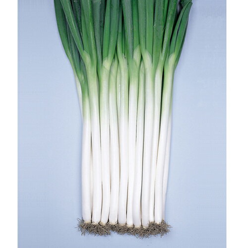 鳴瀬一本 2dl 葱 ネギ ねぎ【渡辺採種場 種 たね タネ 】【通常5倍 5のつく日はポ...