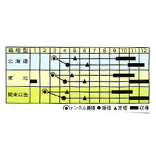 鳴瀬一本 2dl 葱 ネギ ねぎ【渡辺採種場 種 たね タネ 】【通常5倍 5のつく日はポ...