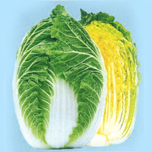 樂天商城 - 祭典ネオ70CR ペレット5000粒 白菜 ハクサイ はくさい【渡辺採種場 種 たね タネ 】【通常5倍 5のつく日はポイント10倍】