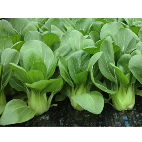 �͵�����3�� 5000γ�ʥ�����L�� �Ĺ��� ���󥲥�� ���󥲥󥵥� ���󤲤󤵤� �䥨���� ��Ȭ������ �� ���� ���ۡ͡��̾�5�� 5�ΤĤ����ϥݥ����10...