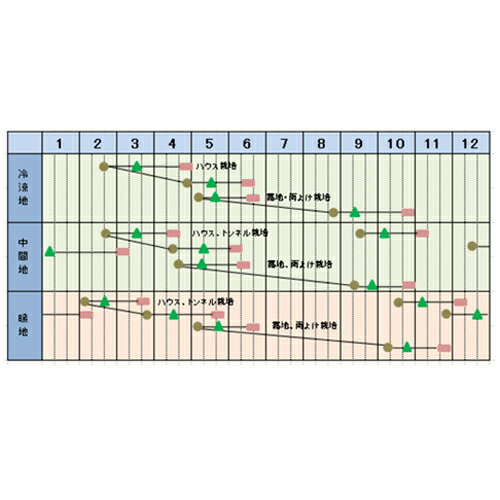 四季三昧3号 5000粒（コートL） 青梗菜 チンゲン菜 チンゲンサイ ちんげんさい ヤ...