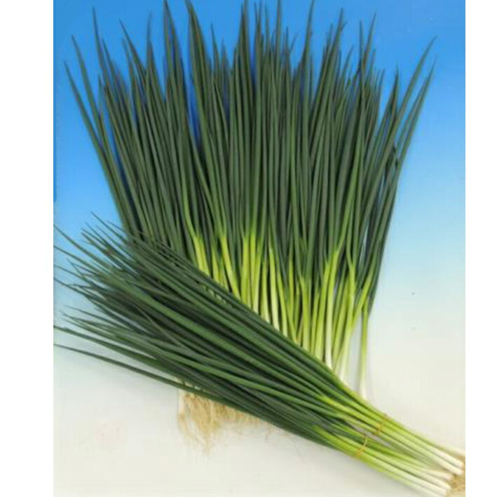 樂天商城 - トップライン 2dl 葱 ネギ ねぎ ヤエ交配 【八江農芸 種 たね タネ】【通常5倍 5のつく日はポイント10倍対象外商品ポイント3倍固定商品】