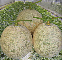 樂天商城 - アールスウィル春系 100粒 めろん メロン 舐瓜【大和農園 種 たね タネ】【通常5倍 5のつく日はポイント10倍】