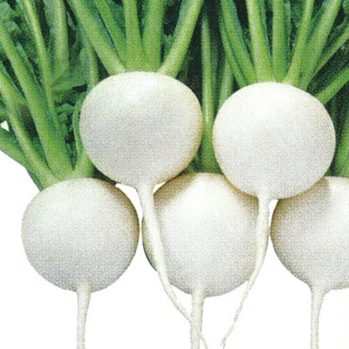 白月 Type2 2dl かぶ カブ 蕪【大和農園 種 たね タネ】【通常5倍 5のつく日はポイント10倍】