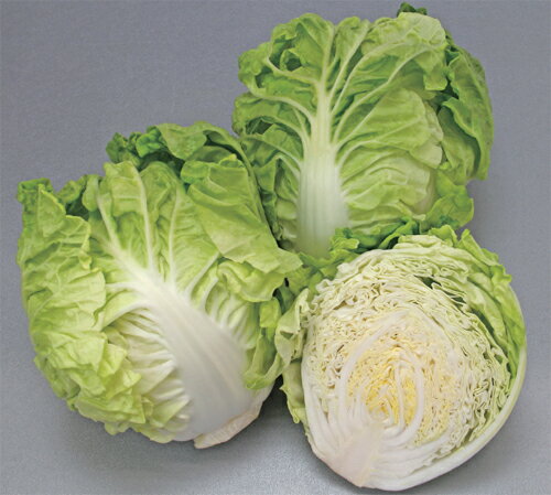 樂天商城 - まるごとサラダ 10ml 白菜 ハクサイ はくさい 【大和農園 種 たね タネ 】【通常5倍 5のつく日はポイント10倍】