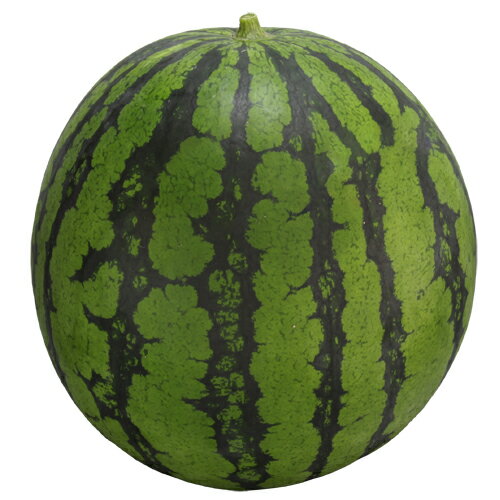 初夏のあかつき 200粒 スイカ すいか 西瓜【大和農園 種 たね タネ】【通常5倍 5のつく日はポイント10倍】