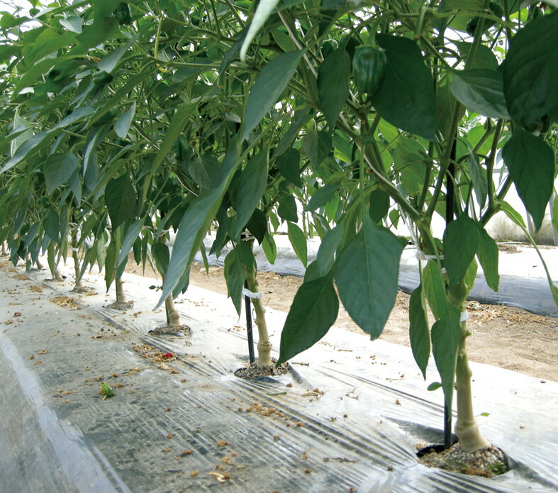 樂天商城 - タッグ 1000粒 ピーマン用台木 ピーマンダイギ ぴーまんだいぎ ウエキ交配 横浜植木 【横浜植木 種 たね タネ 】【通常5倍 5のつく日はポイント10倍】