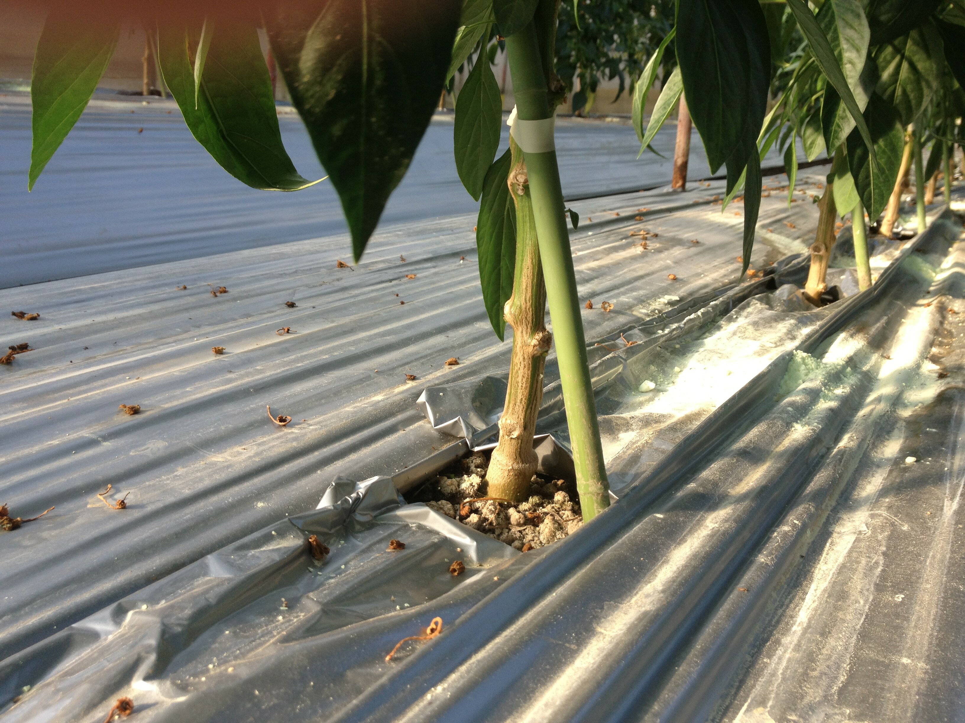 樂天商城 - タッグマッチ 1000粒 ピーマン用台木 ピーマンダイギ ぴーまんだいぎ ウエキ交配 横浜植木 【横浜植木 種 たね タネ 】【通常5倍 5のつく日はポイント10倍】