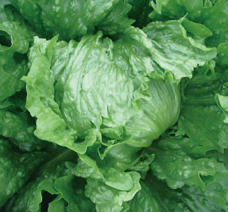 ����UC-024�� L������5��γ �쥿�� ���������� ���Ϳ��� �ڲ��Ϳ��� �� ���� ���� �ۡ��̾�5�� 5�ΤĤ����ϥݥ����10�ܡ�