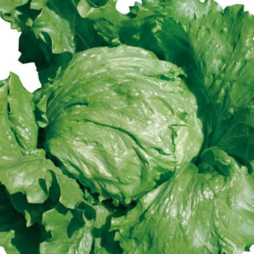 �Х쥤 L������5��γ �쥿�� ���������� ���Ϳ��� �ڲ��Ϳ��� �� ���� ���� �ۡ��̾�5�� 5�ΤĤ����ϥݥ����10�ܡ�