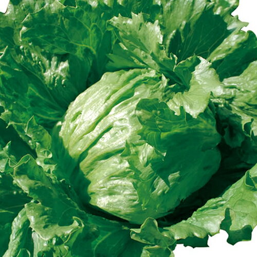 ���ǥ� L������5��γ �쥿�� ���������� ���Ϳ��� �ڲ��Ϳ��� �� ���� ���� �ۡ��̾�5�� 5�ΤĤ����ϥݥ����10�ܡ�