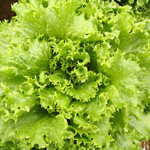 ���ե��󥰥꡼���UC-049�� L������5��γ �쥿�� ���������� ���Ϳ��� �ڲ��Ϳ��� �� ���� ���� �ۡ��̾�5�� 5�ΤĤ����ϥݥ����10�ܡ�