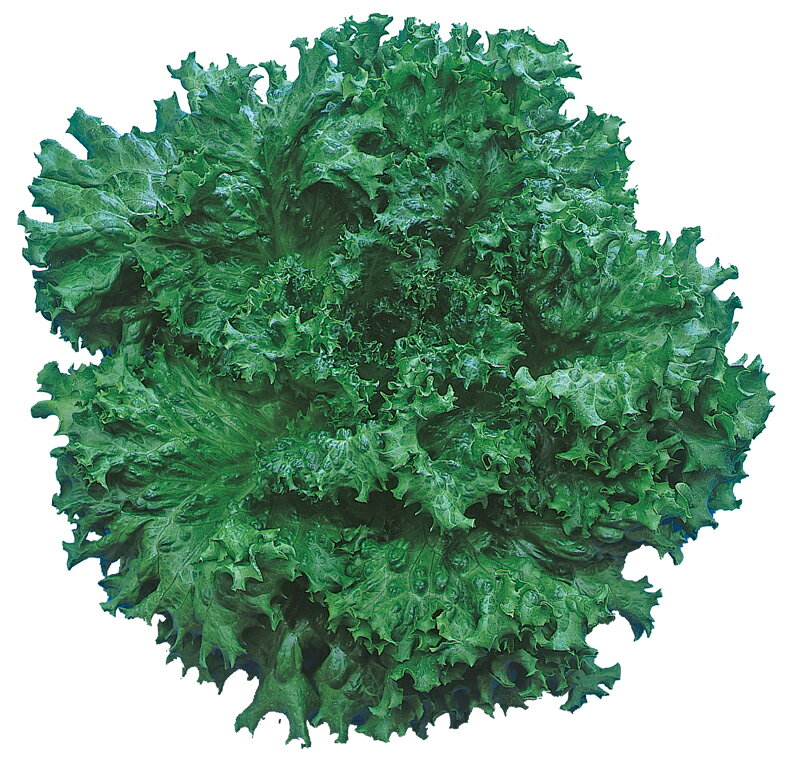 こちらは野菜のタネです