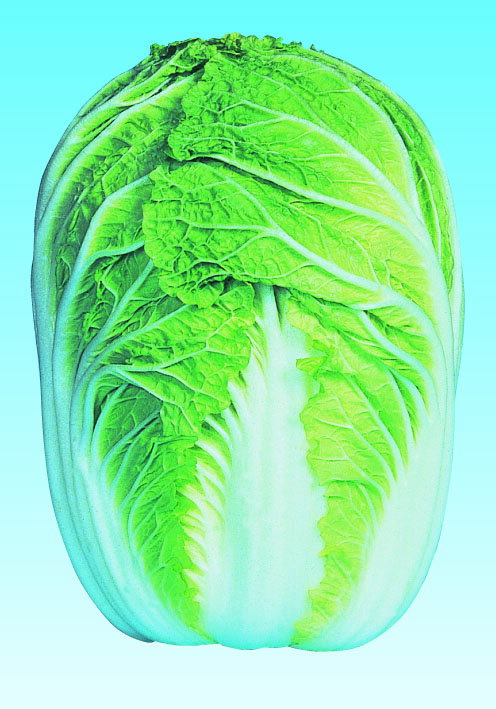 冬将軍80 20ml 白菜 ハクサイ はくさい 一代交配 横浜植木 【横浜植木 種 たね タ...