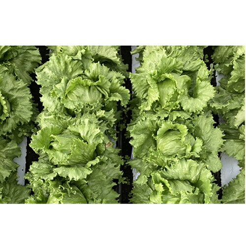 UC-101 L������5000γ �쥿�� ���������� ���Ϳ��� �ڲ��Ϳ��� �� ���� ���� �ۡ��̾�5�� 5�ΤĤ����ϥݥ����10�ܡ�