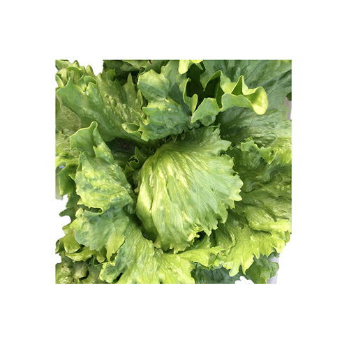 樂天商城 - UC-058 Lコート5000粒 レタス ウエキ育成 横浜植木 【横浜植木 種 たね タネ 】【通常5倍 5のつく日はポイント10倍】