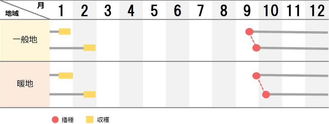 景虎 3Lコート5000粒 大根 ダイコン だいこん ウエキ育成 横浜植木 【横浜植木 種 ...