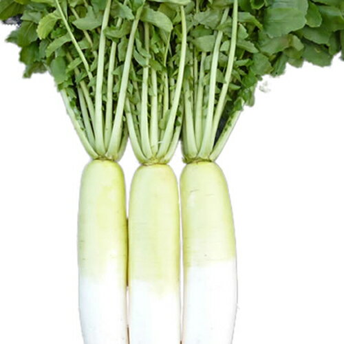 樂天商城 - UD-012 3Lコート5000粒 大根 ダイコン だいこん ウエキ育成 横浜植木 【横浜植木 種 たね タネ 】【通常5倍 5のつく日はポイント10倍】