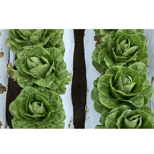 UC-401 L������5000γ �쥿�� ���������� ���Ϳ��� �ڲ��Ϳ��� �� ���� ���� �ۡ��̾�5�� 5�ΤĤ����ϥݥ����10�ܡ�