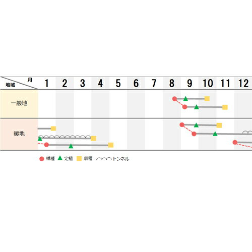 UC-201 Lコート5000粒 レタス ウエキ育成 横浜植木 【横浜植木 種 たね タネ 】【...