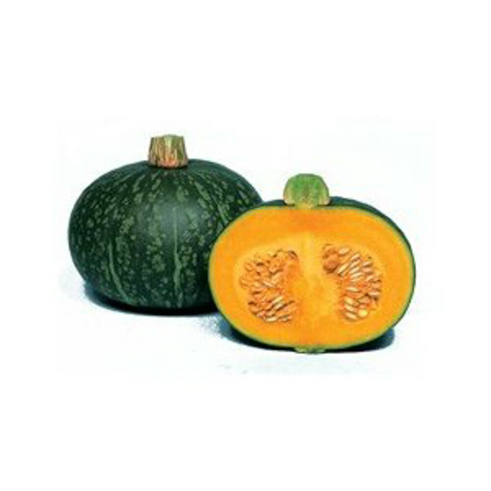 おふく南瓜 1dl 南瓜 カボチャ かぼちゃ【丸種 種 たね タネ】【通常5倍 5のつく日はポイント10倍対象外商品ポイント3倍固定商品】