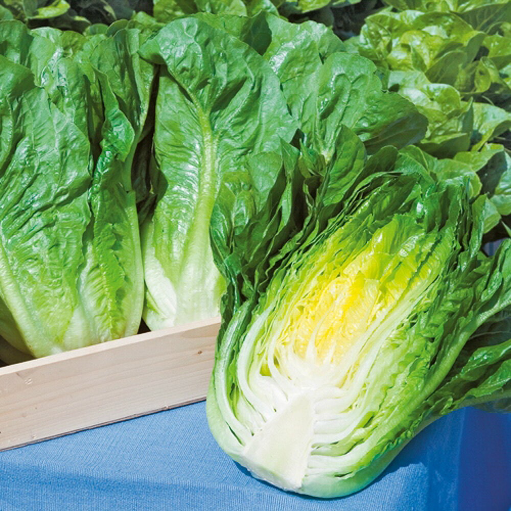 晩抽ロマリアレタス PVP ペレットL5千粒 レタス【タキイ 種 たね タネ】【通常5倍 5のつく日はポイント10倍】