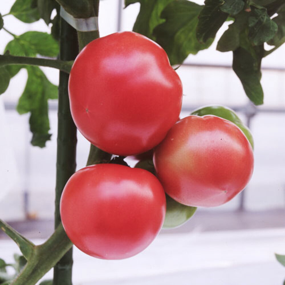 樂天商城 - アニモTY-12 1000粒 トマト とまと 蕃茄【朝日アグリア 種 たね タネ 】【通常5倍 5のつく日はポイント10倍対象外商品ポイント3倍固定商品】