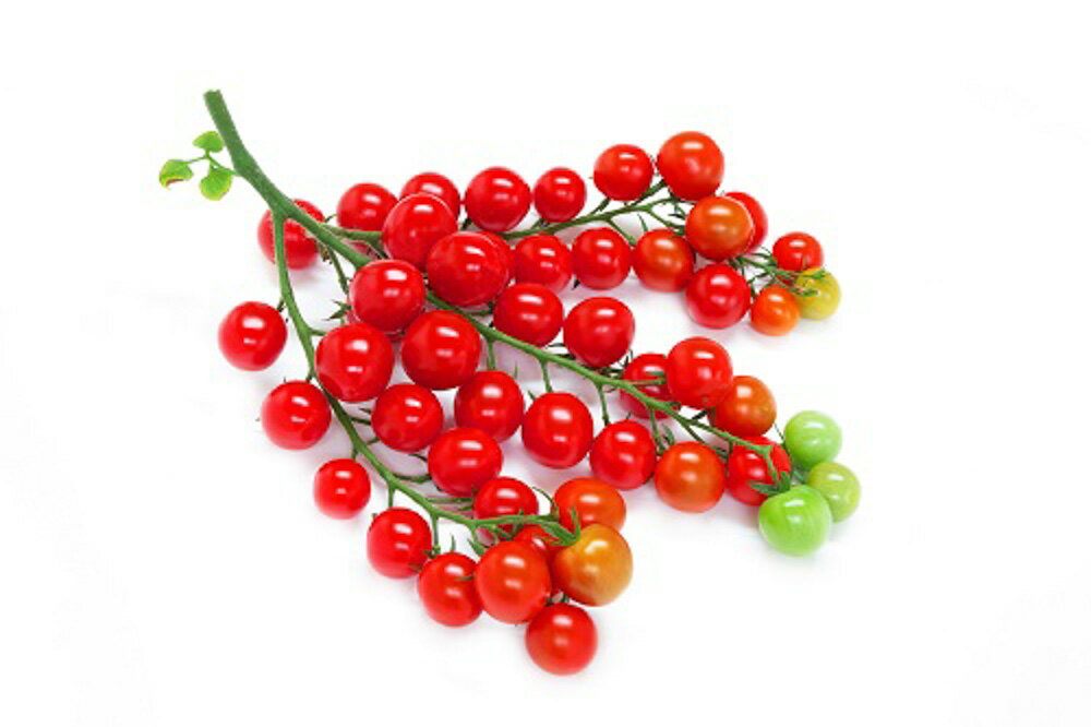 樂天商城 - アルル PVP 1000粒 トマト とまと 蕃茄【朝日アグリア 種 たね タネ 】【通常5倍 5のつく日はポイント10倍対象外商品ポイント3倍固定商品】