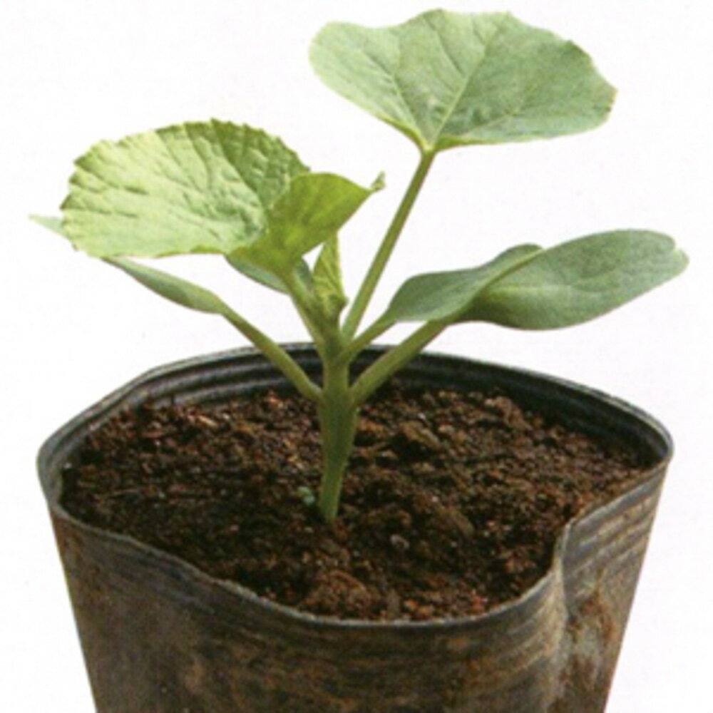 ワンツージャック 100粒 メロン台木 メロンダイギ めろんだいぎ【朝日アグリア 種 たね タネ 】【通常5倍 5のつく日はポイント10倍対象外商品ポイント3倍固定商品】