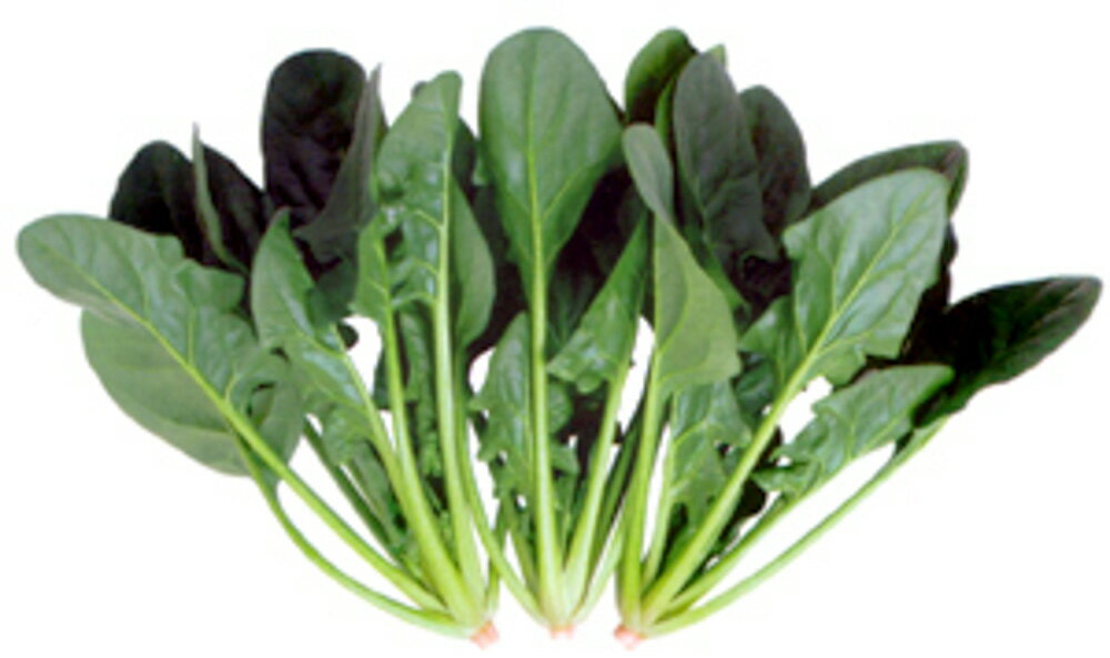 アステアセブン 3万粒 ほうれん草 法蓮草 ホウレンソウ ほうれんそう【朝日アグリア 種 たね タネ 】【通常5倍 5のつく日はポイント10倍対象外商品ポイント3倍固定商品】