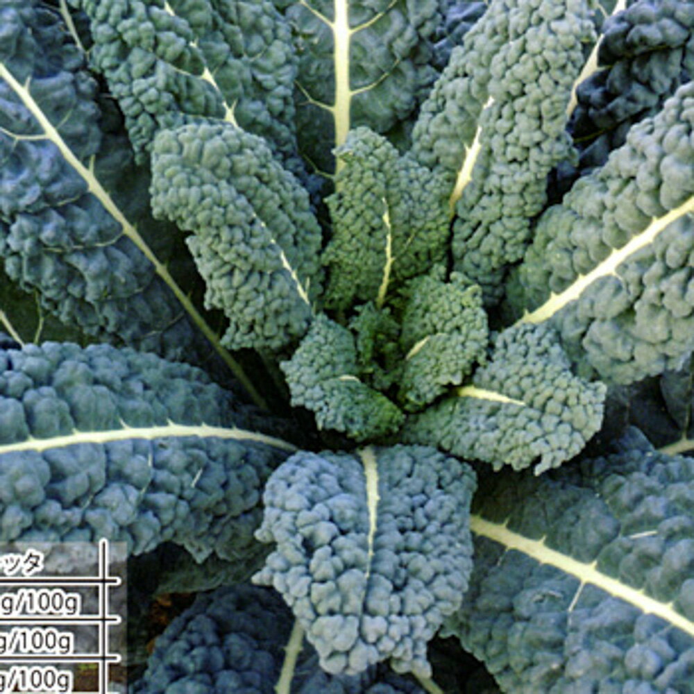 樂天商城 - アレトスカーナ 1000粒 ナコス ナコス種子 ナコス なこす【朝日アグリア 種 たね タネ 】【通常5倍 5のつく日はポイント10倍対象外商品ポイント3倍固定商品】