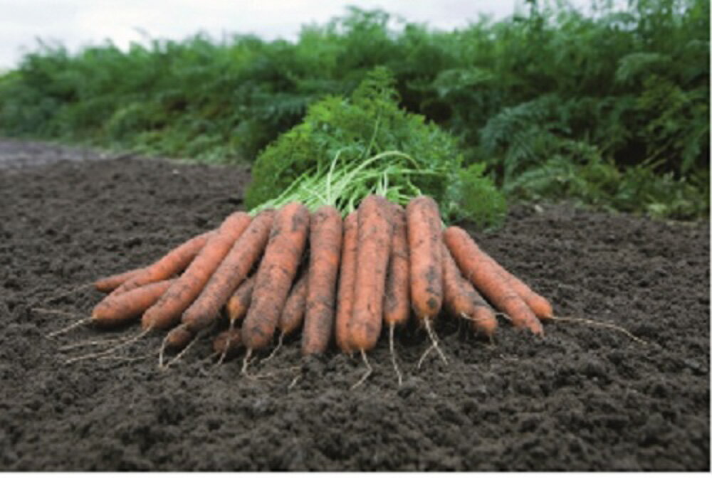 ����󥸥��ƥ��å�NEO ������5000γ �˥󥸥� �ˤ󤸤� �ͻ���ī�������ꥢ �� ���� ���� �ۡ��̾�5�� 5�ΤĤ����ϥݥ����10���оݳ����ʥݥ����3...