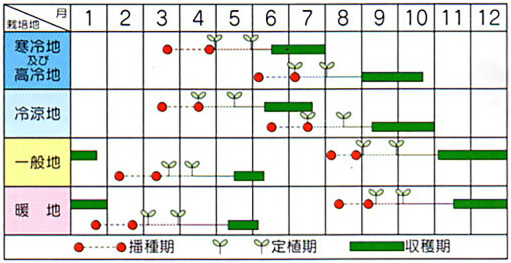 ファイター 2000粒 ブロッコリー 【ブロリード 種 たね タネ 】【通常5倍 5のつく...