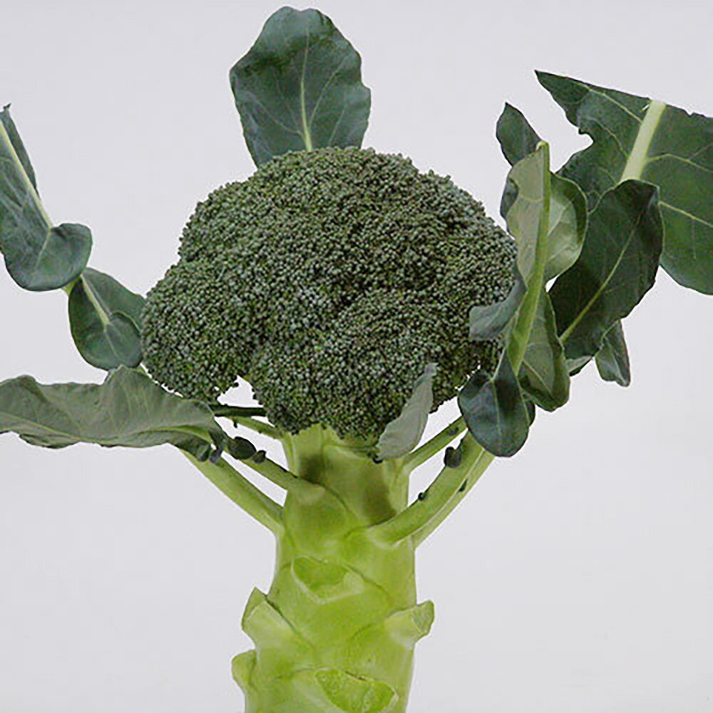 根こぶ病に耐病性をもつ重量花蕾の中早生種 緑竜 Bl 649 Lコート 90 Off 5000粒 ブロッコリー