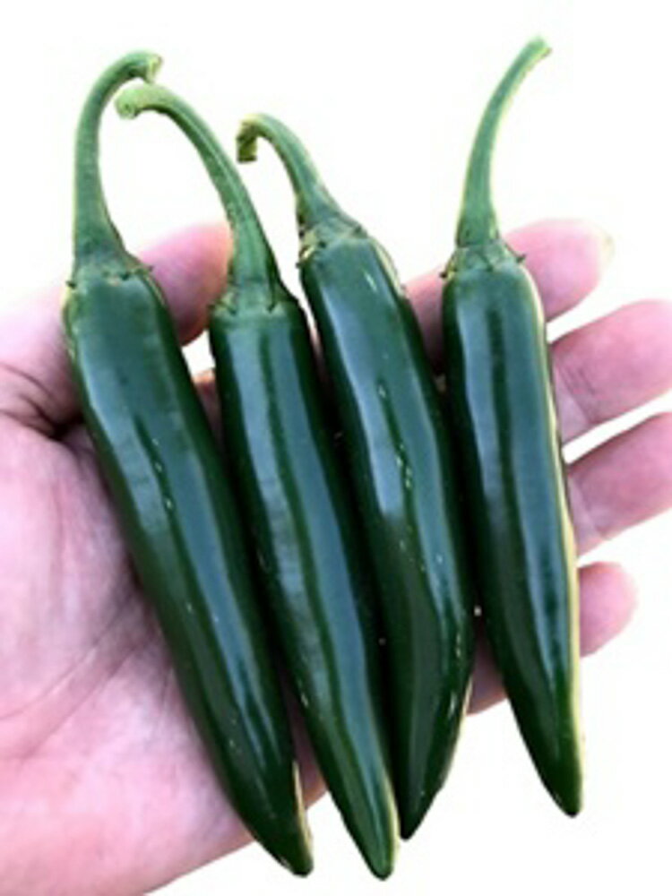 ハラペーニョと比較して少し辛く細長い形をしています。メキシコ料理には欠かせないほどのトウガラシでピクルスサルサソースなどに利用します。香り高く中程度のほどよい辛さです。
