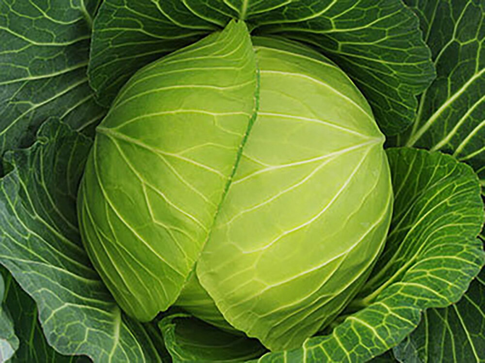 �����Ϥ�1�� ������5000γ ����٥ġ��а���� �� ���� ���� �ۡ��̾�5�� 5�ΤĤ����ϥݥ����10�ܡ�