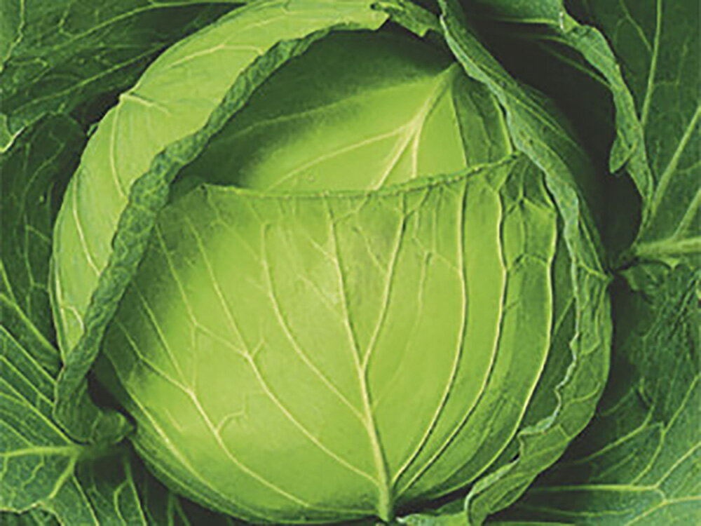 YR���֤� ������5000γ ����٥ġ��а���� �� ���� ���� �ۡ��̾�5�� 5�ΤĤ����ϥݥ����10�ܡ�