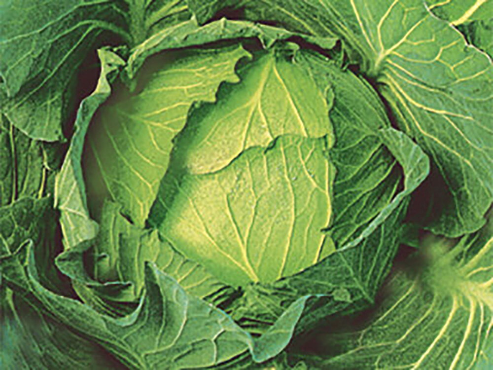 ������ ������5000γ ����٥ġ��а���� �� ���� ���� �ۡ��̾�5�� 5�ΤĤ����ϥݥ����10�ܡ�