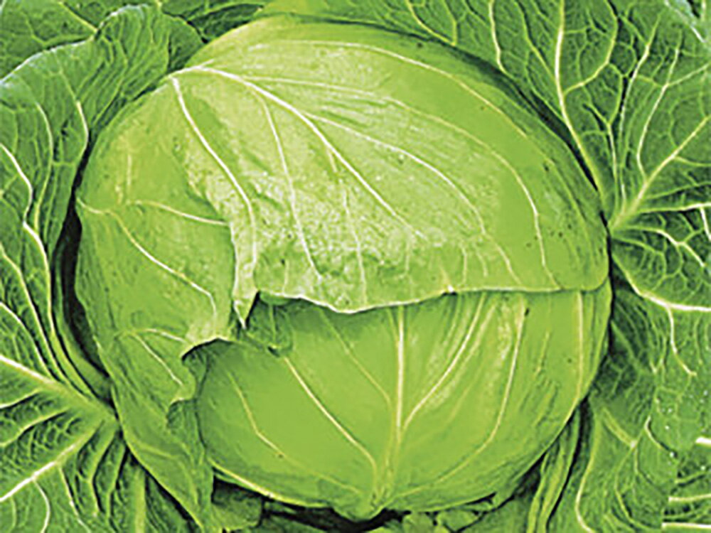 春汐 2000粒 キャベツ【石井育種場 種 たね タネ 】【通常5倍 5のつく日はポイント10倍】