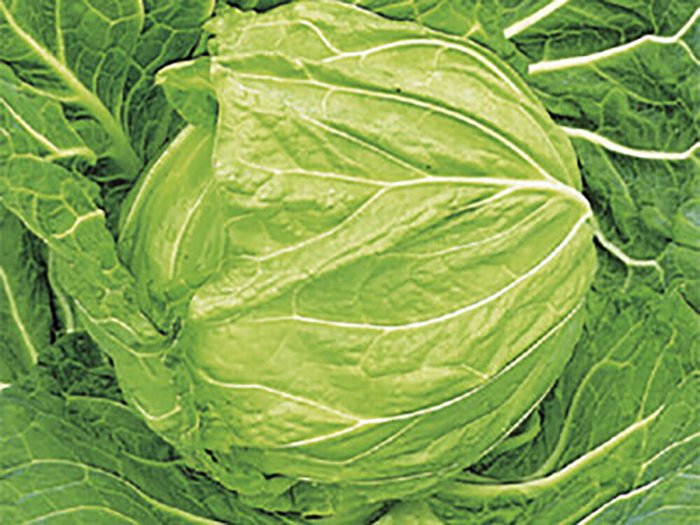 秋蒔極早生732号 コート5000粒 キャベツ【石井育種場 種 たね タネ 】【通常5倍 5のつく日はポイント10倍】