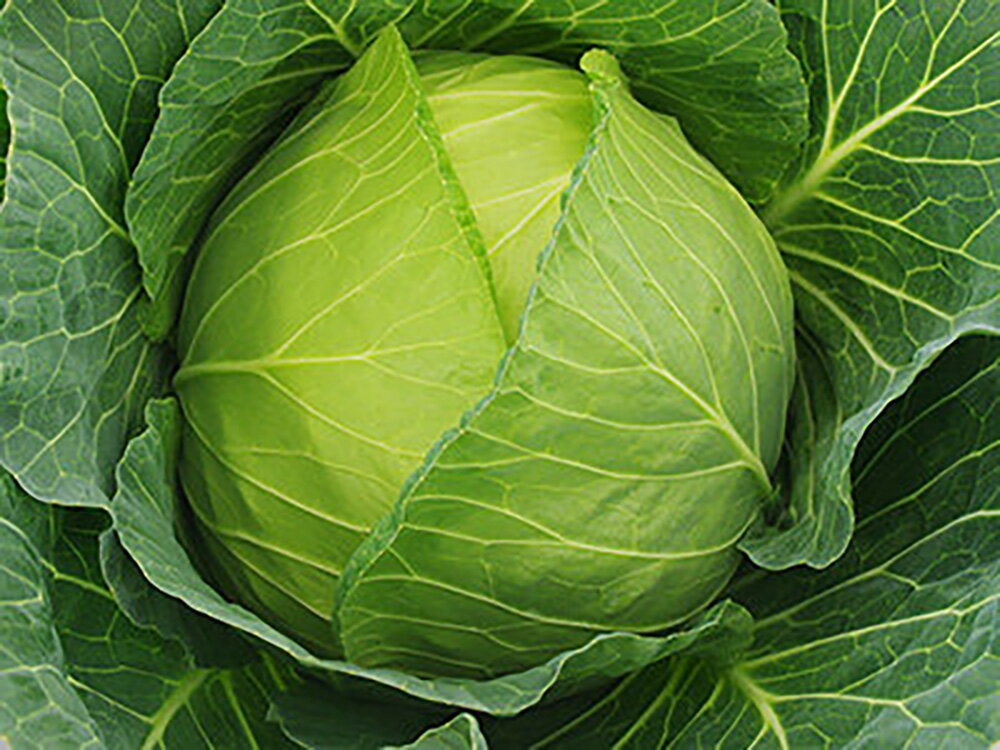 あまだまより早生.黒腐病に強い